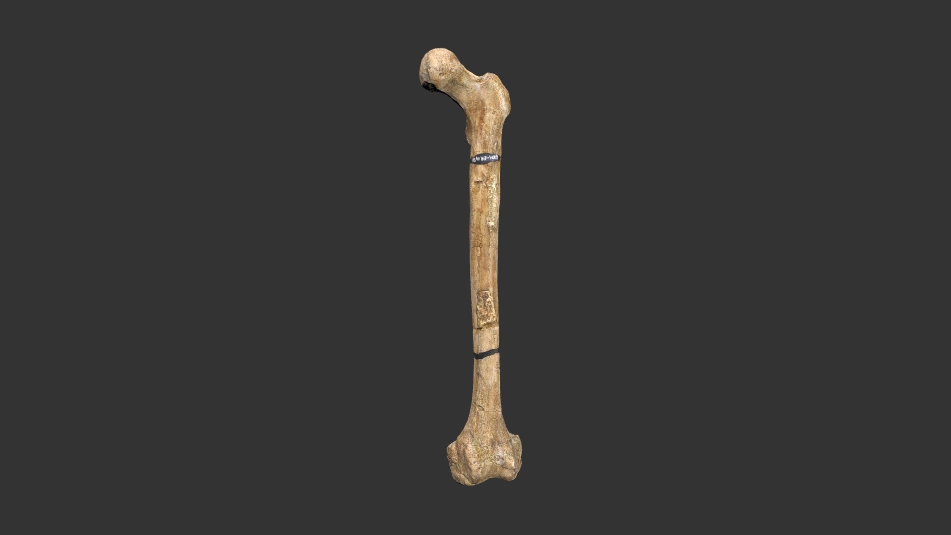 Homo erectus (2501.1rp71) – femur