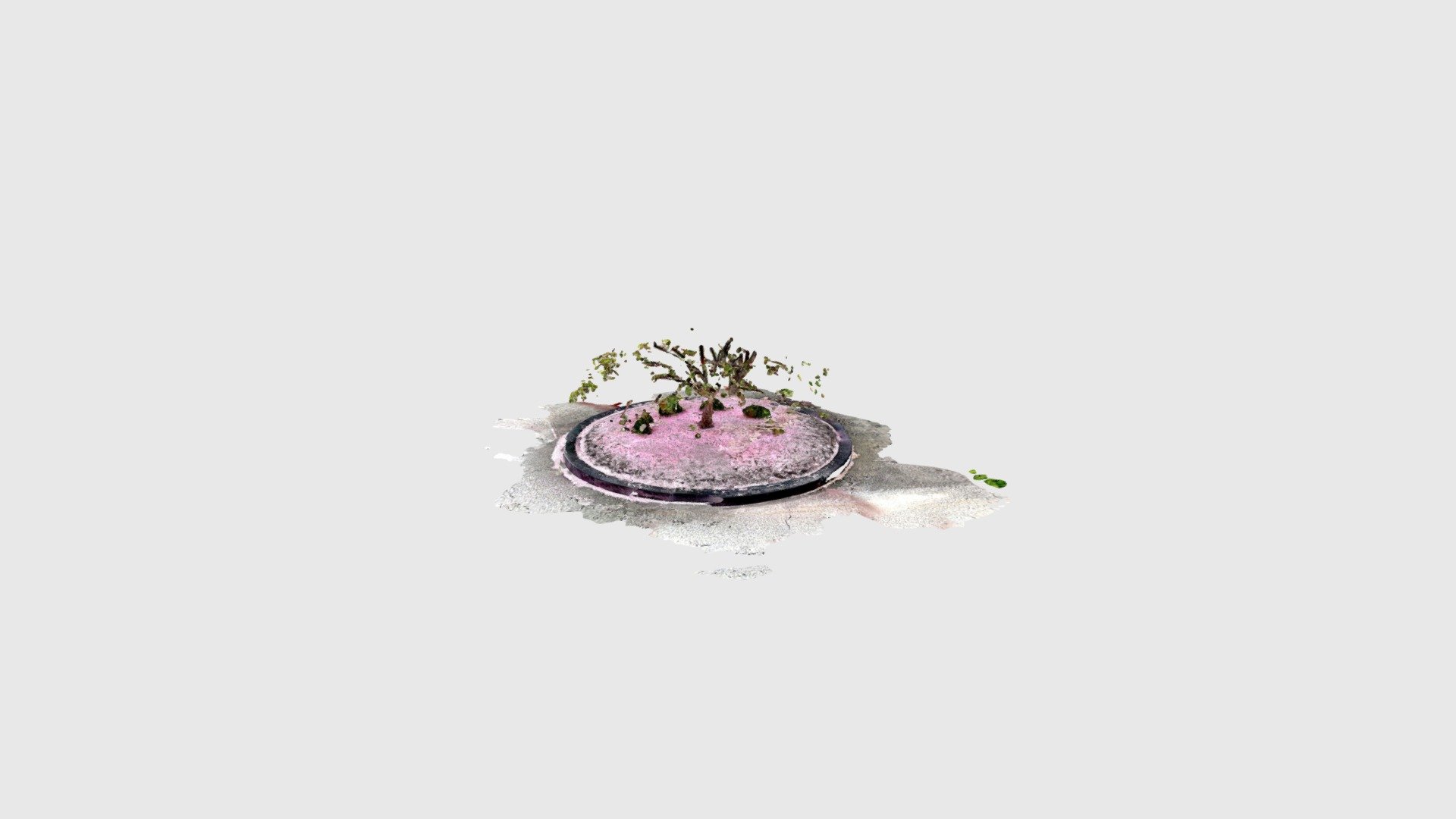Cherry tree May 2022