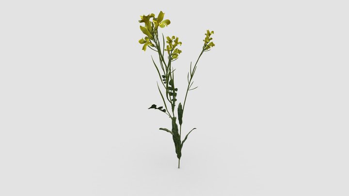 Brassica napus 3D Model