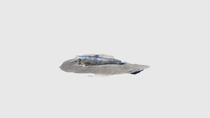 Inflatable Test #15 - 5m depth 3D Model