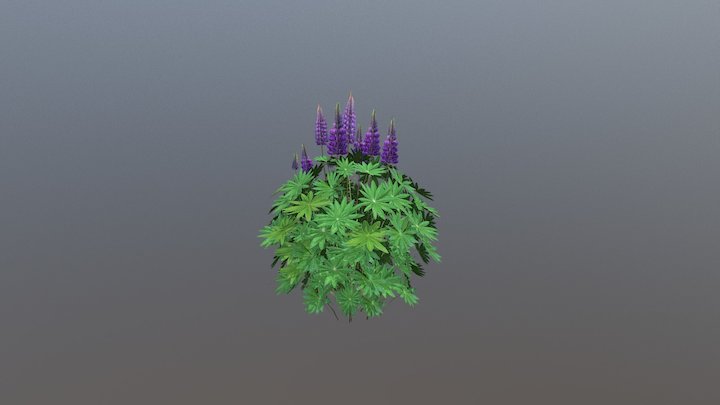 Lupine Plant 3D Model