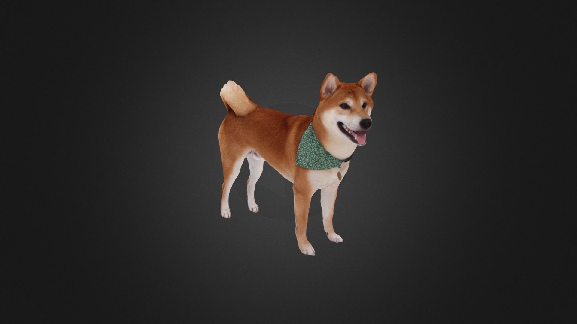 3D model Scanned Shiba Inu Dog 02 - This is a 3D model of the Scanned Shiba Inu Dog 02. The 3D model is about a dog with a green collar.