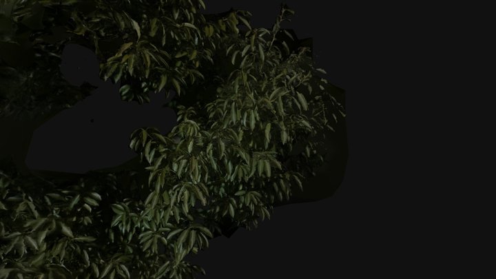 Tree Branches and Leaves 3D Model