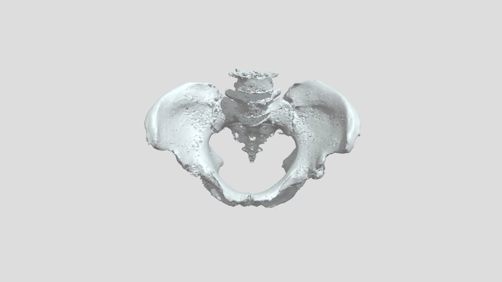 Pelvis (whole), annotated 3D Model