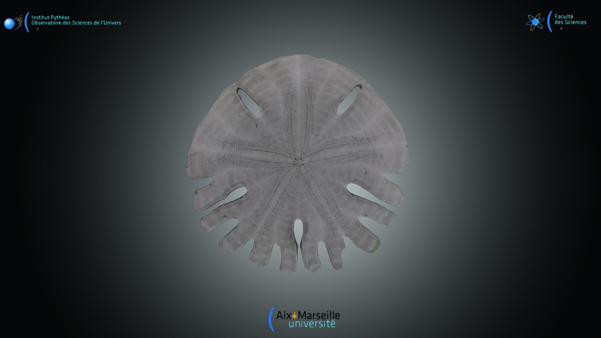 Echinide - Rotula sp. — Sketchfab embed 3D viewer