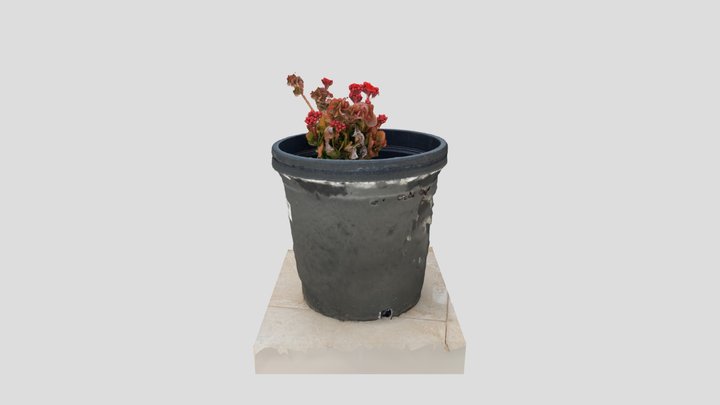 Plant scan 3D Model