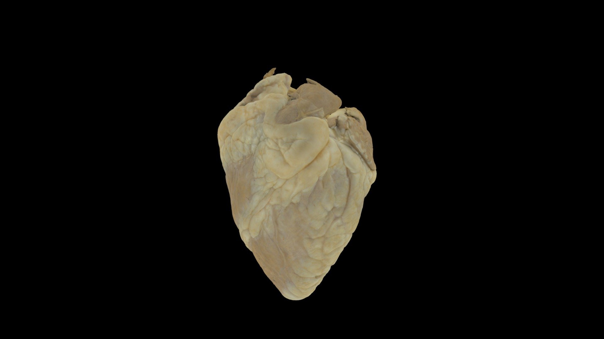 Plastinated Whole Sheep Heart - Download Free 3D model by ...