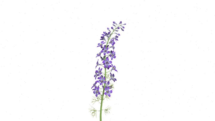 wild delphinum 3D Model