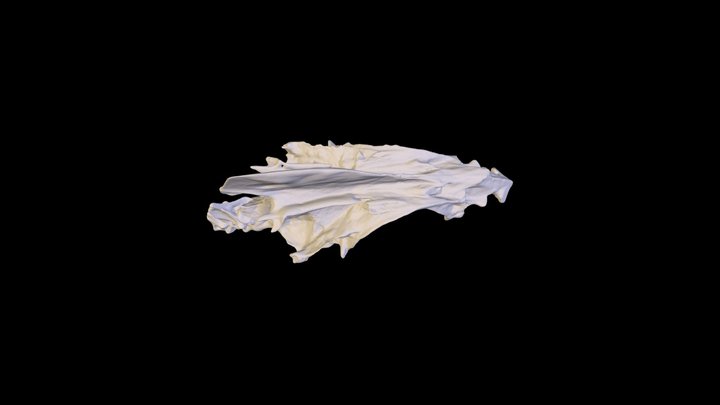 Silk Snapper Neurocranium - Rachel Taylor 3D Model
