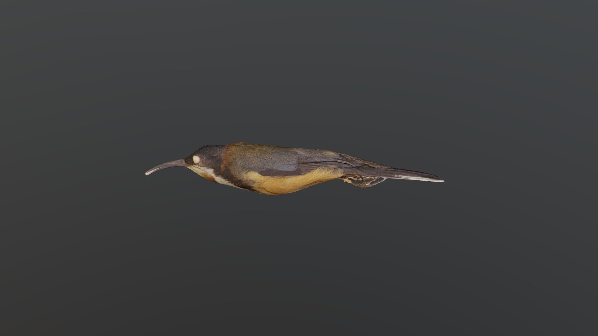 Eastern Spinebill - Acanthorhynchus tenuirostris