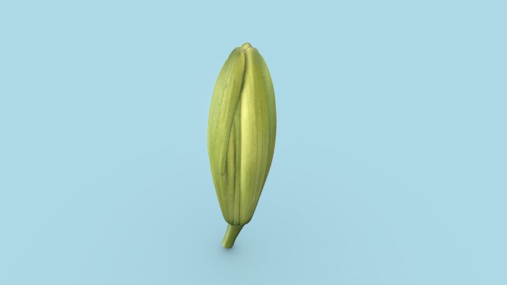 Flower Bud Closed