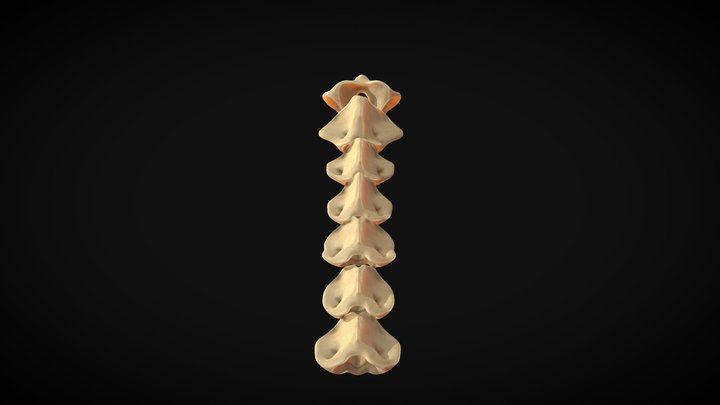 Cow Neck Bone 3D Model