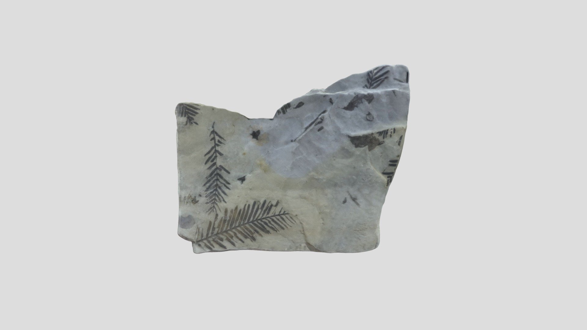 Unknown Sedimentary Structure 23