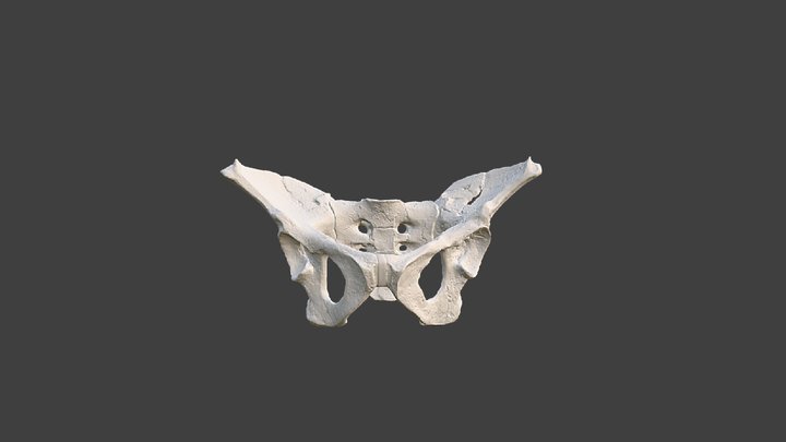 Lucy Pelvis 3D Model