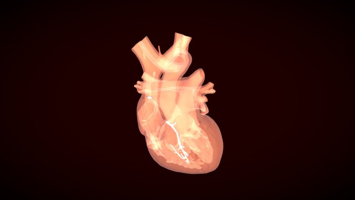 Heart beat, cardiac cycle 3D Model