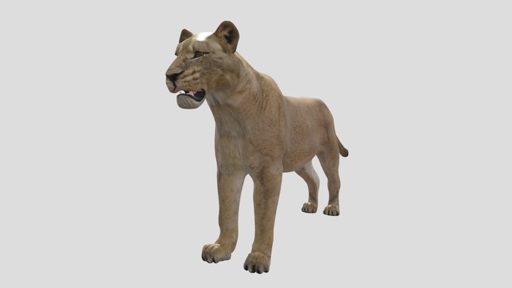 Lioness 3D Model