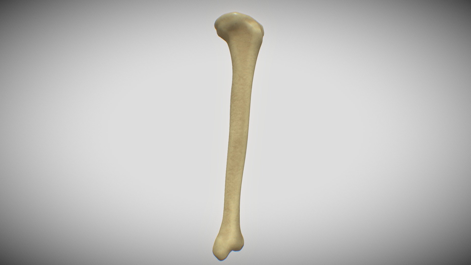 Tibia 3D model - 3D model by bystrolabs [bf63a22] - Sketchfab