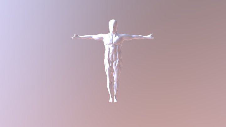 Human Muscles 3D Model