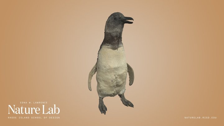 Juvenile Magellanic Penguin – Kostenloses 3D-Modell STL