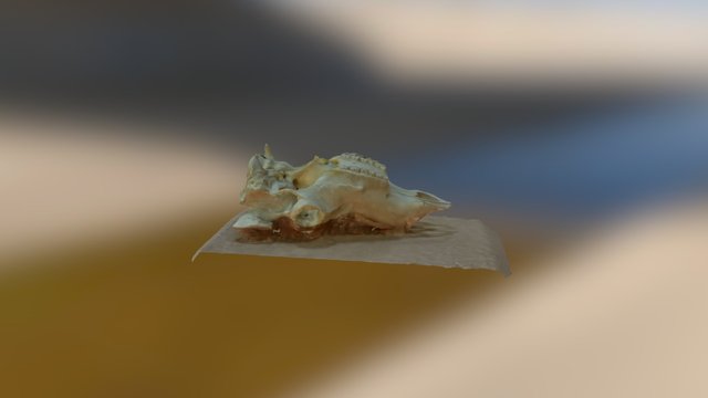 Skull upside-down 3D Model