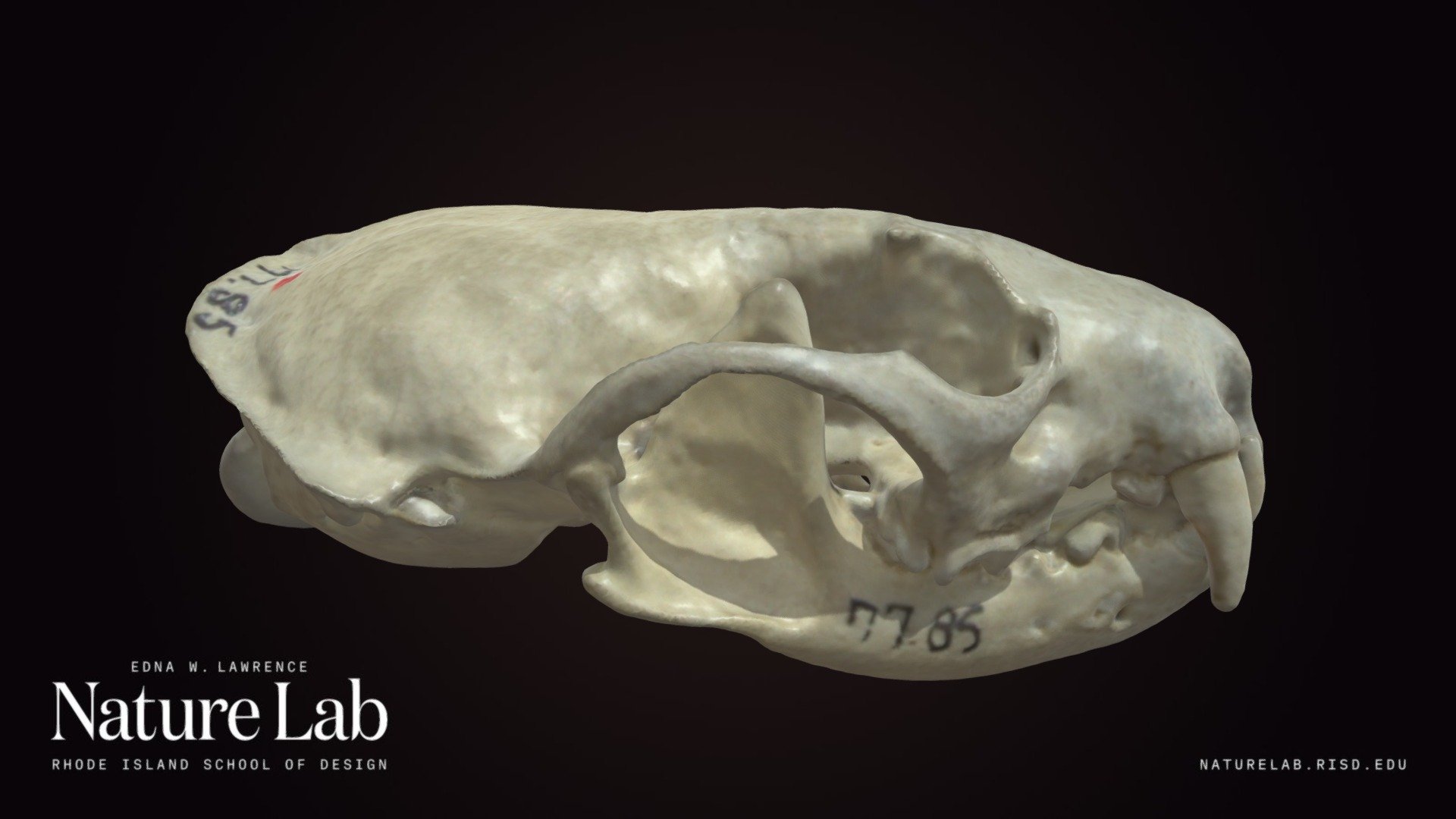 Mink Skull
