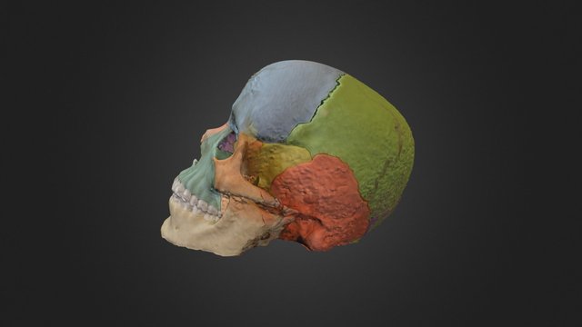 Cranium & Mandible 3D Model