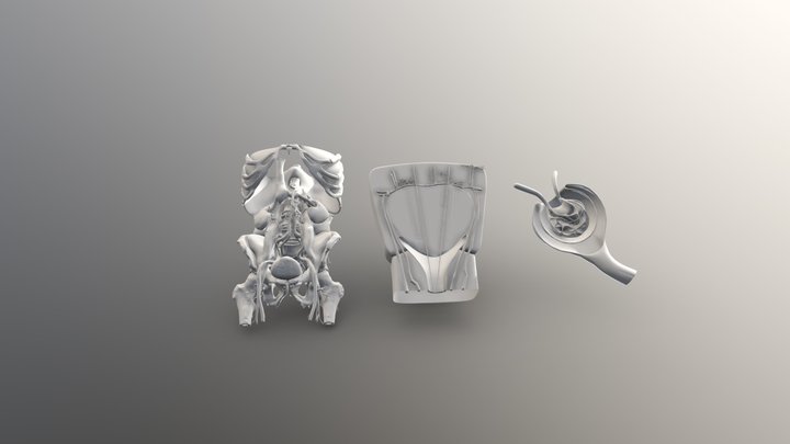 N1 - N2 - N3 - CARDIO VASCULAIRE - LOBE - GLOM 3D Model