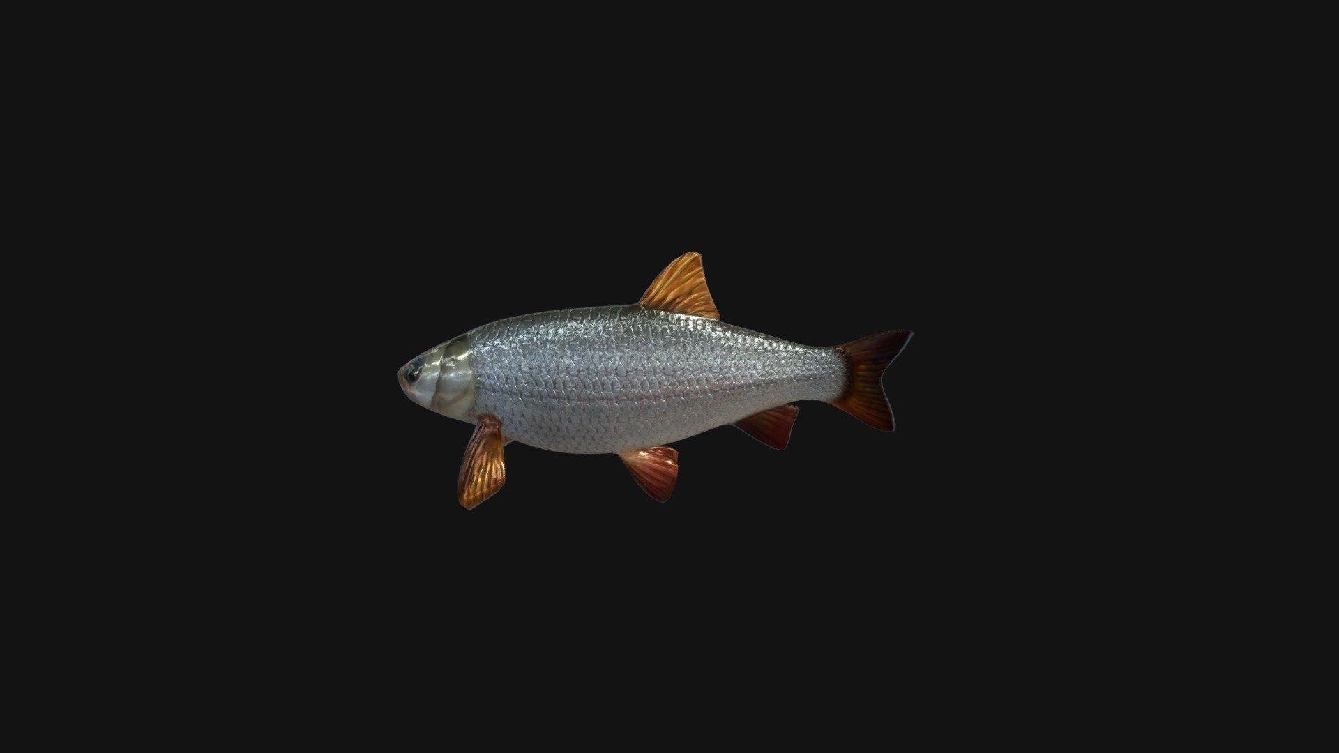 Ide Fish Animated Model
