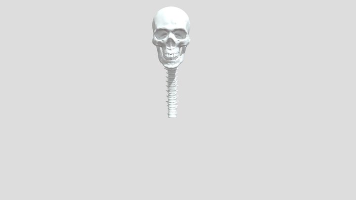 X-Ray Skeleton 3D Model
