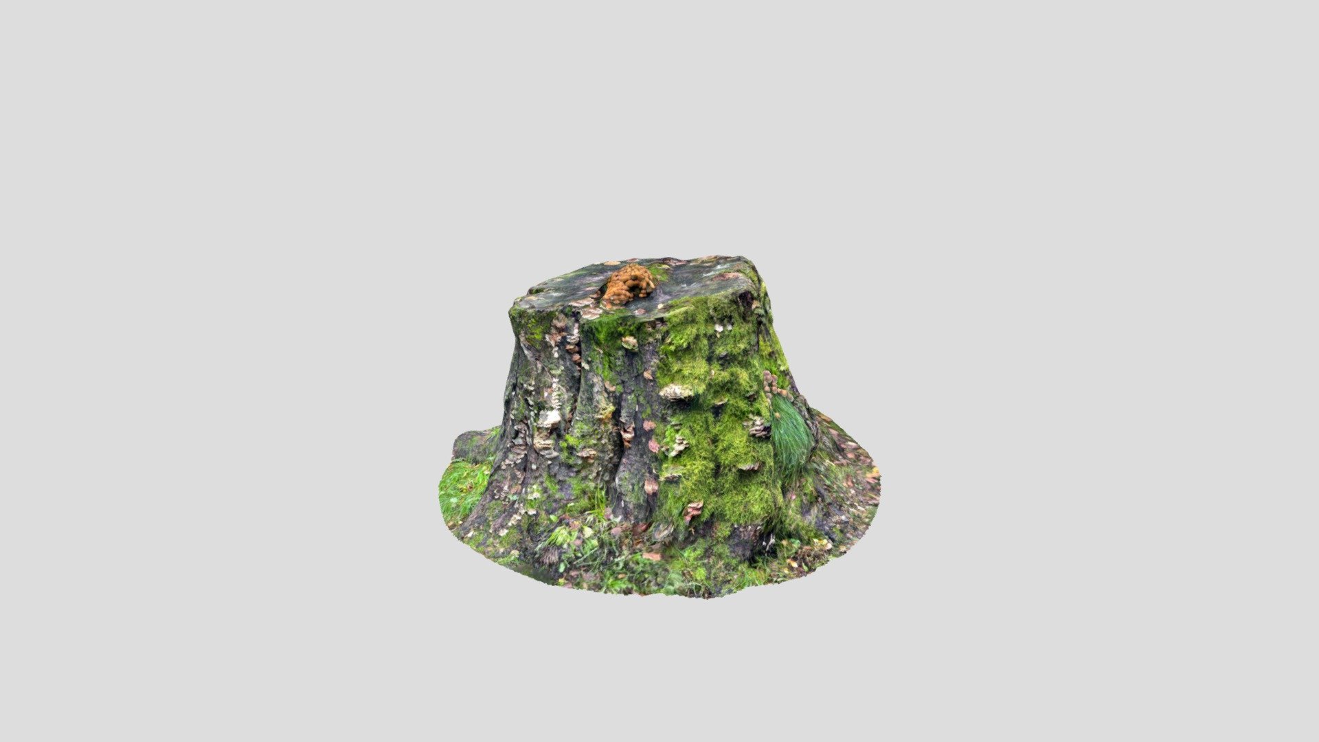 Tree stump 2