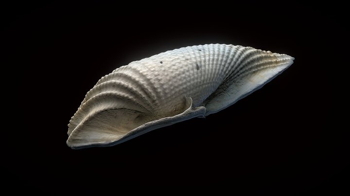 Angel Wing Shell 3D Model
