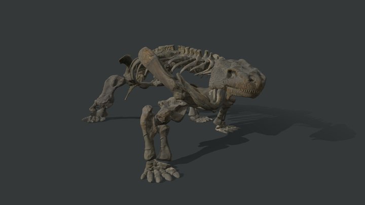 Bradysaurus 3D Model