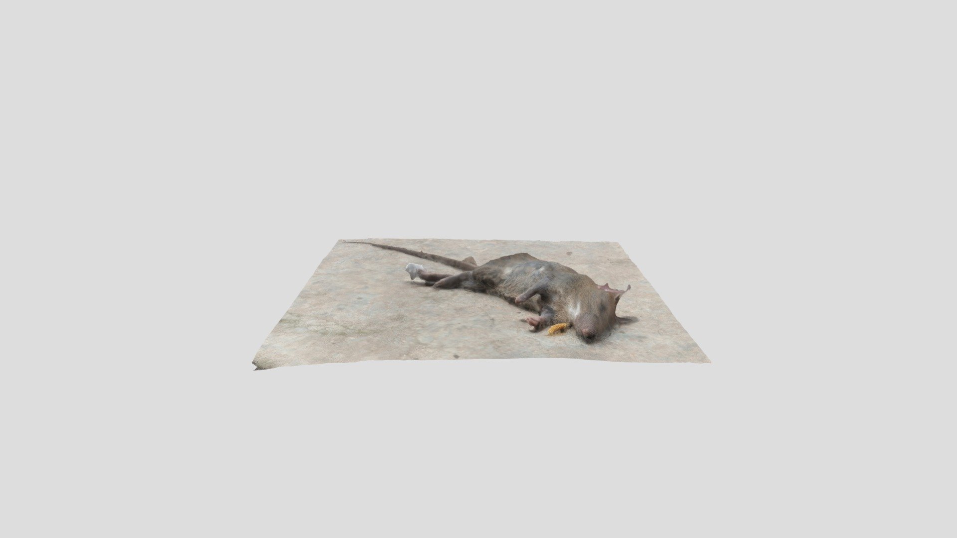 Dead mouse - Download Free 3D model by mkasi.phca [bf7d799] - Sketchfab