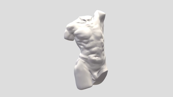 torso 3D Model