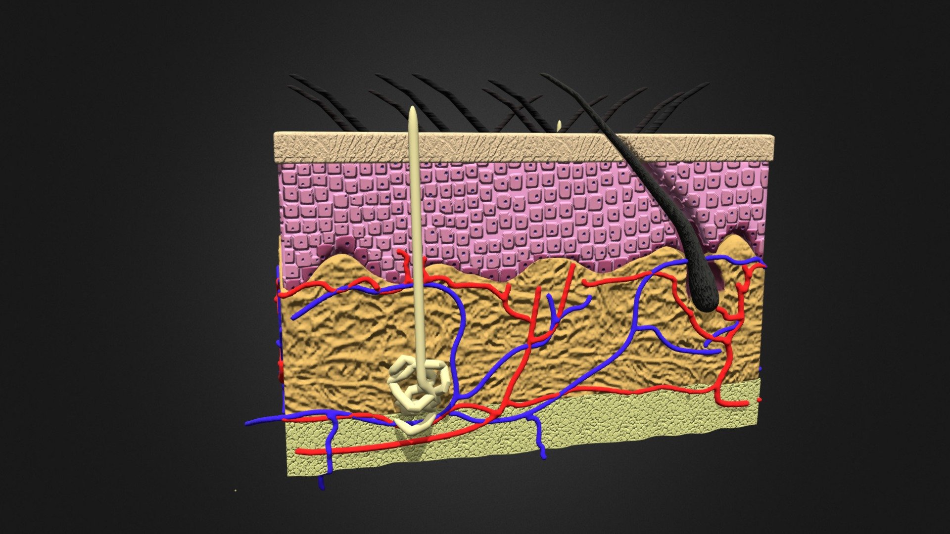 Anatomy of the Skin - Download Free 3D model by iqcenter [bf864ee ...