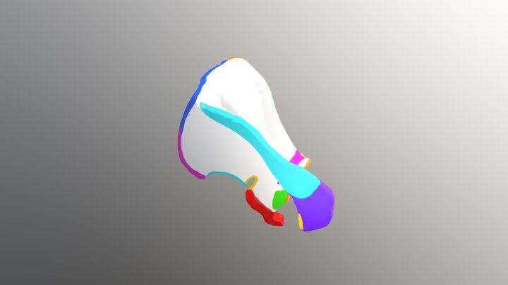 Scapula with Colored Features 3D Model