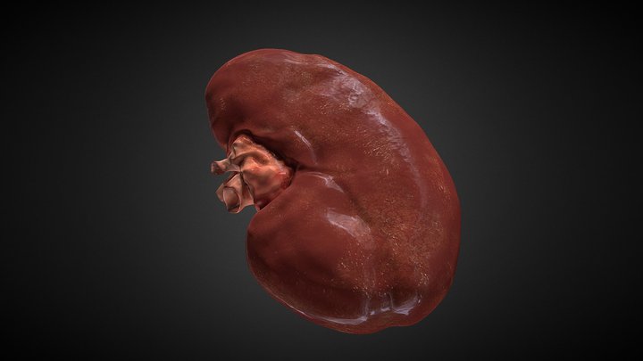 Human kidney 3D Model