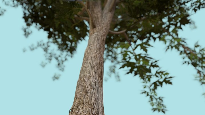 Maple Tree, rigged + FREE – Gratis 3D-model STL