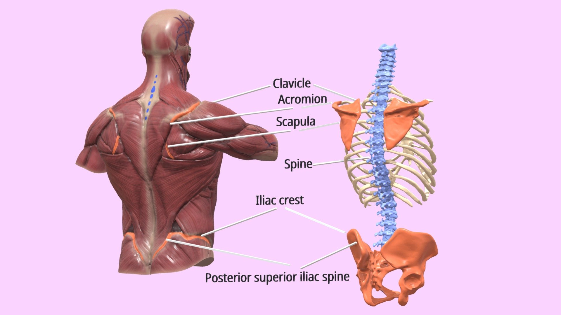 Main body. Muscles of the Shoulder girdle. Nervus pectoralis. M. pectoralis Major артерии.