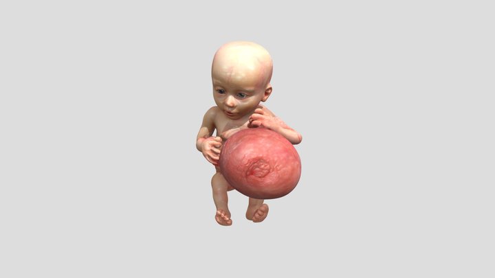 8va semana gestacion 3D Model