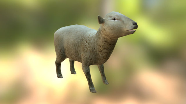 SHEEP 3D Model