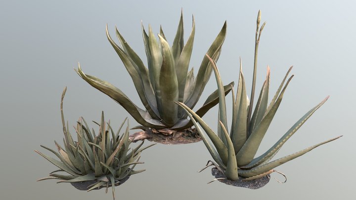 [PACK] Agave & Aloe Vera / 📷 🇮🇹 🇪🇸 / LP PBR 3D Model
