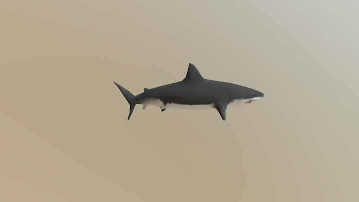 Shark 3D Model