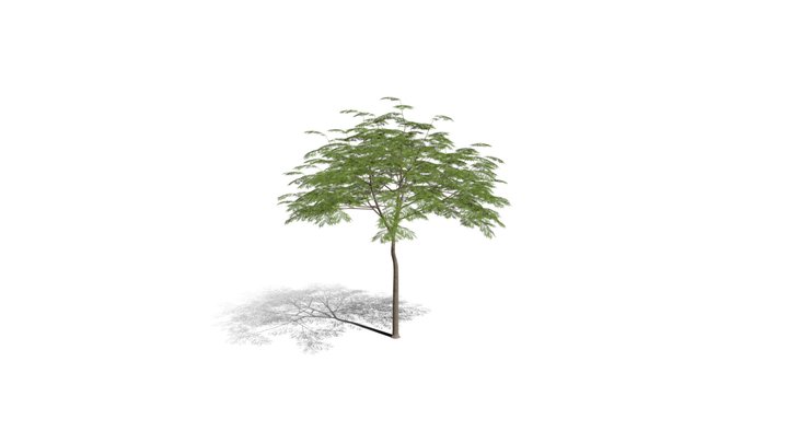 Realistic HD Chinese flame tree (16/20) 3D Model