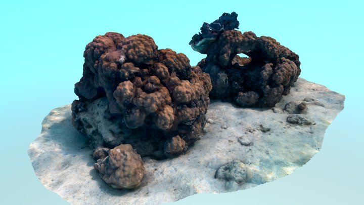 Mountainous star coral, Mermaid Reef 3D Model