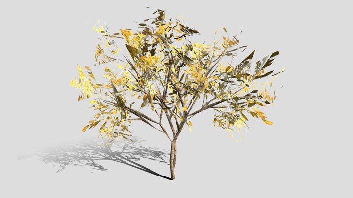 Fraxinus LP 3D Model