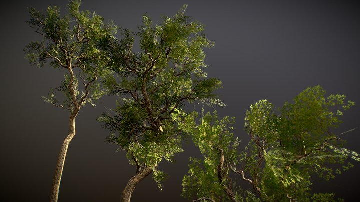 Low poly realistic trees pack 3D Model