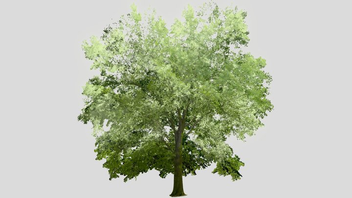 Alderman Oak in Summer 3D Model