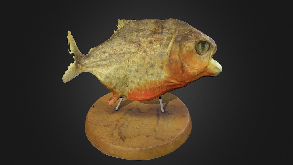 Dried piranha
