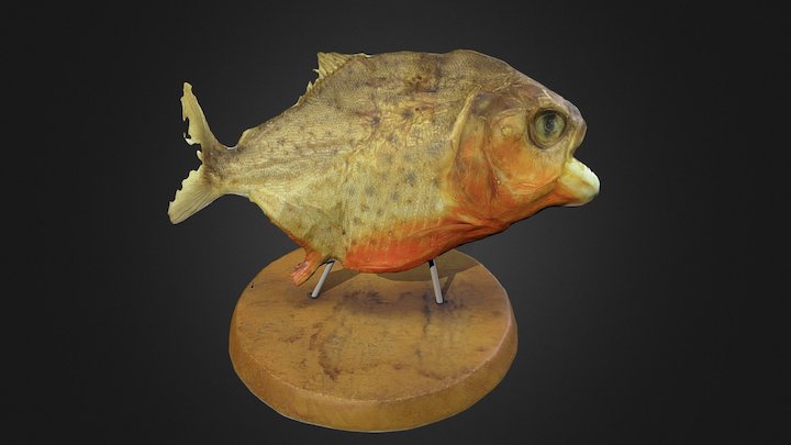 Dried piranha 3D Model